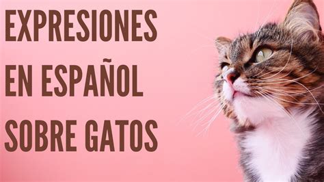gato em espanhol